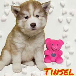 Tinsel - Siberian Husky puppy from Blue Moon's Huskies