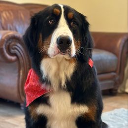 Fia - Bernese Mountain Dog