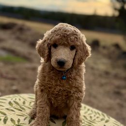 Dash - Apricot male Poodle puppy in Lookout, California from Rossiter Poodles