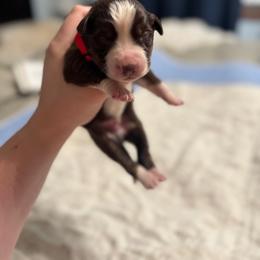 Red - Red tri-color male Australian Shepherd puppy in Bethel, Minnesota from Aussie Tree-O