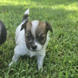 Ace - White and red male Papillon puppy in Hollister, Missouri from Swan Creek Kennel