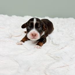 Sylvie - Tri-color female Australian Labradoodle puppy in Springfield, Ohio from Dawson & Daryn's Royal Companions