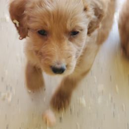 Goldendoodle Puppies from Americana Paws