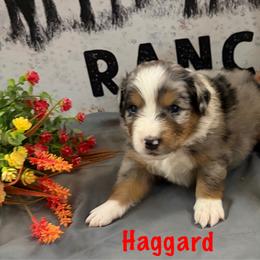 Haggard - Blue merle male Miniature Australian Shepherd puppy in Florence, Arizona from Triangle H Ranch Aussies