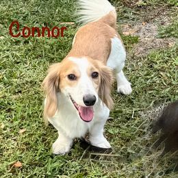 Connor - Dachshund