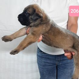 ACK PUP 206 - Fawn female Mastiff puppy in Ava, Missouri from Ozark Mountain Mastiffs