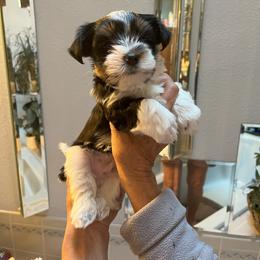 Biewer Terrier Puppies from Caramore Farm