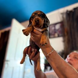 Black Grey Dapple - Dapple male Dachshund puppy in Long Beach, California from CasadeWeens