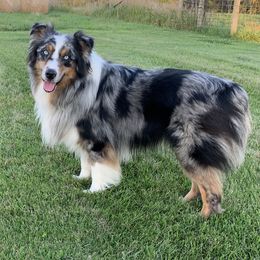 Buck - Australian Shepherd