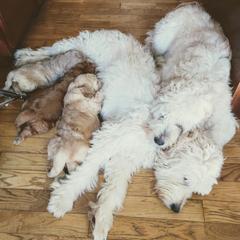 Bernedoodle and Double Doodle Puppies from Cloud Nine Doodles