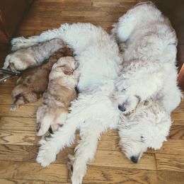 Bernedoodle and Double Doodle Puppies from Cloud Nine Doodles