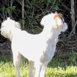Pearl - Cavapoo