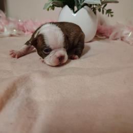 Boston brown girl 1 - Red female Boston Terrier puppy in Salisbury, North Carolina from P3 Boston Terriers in NC