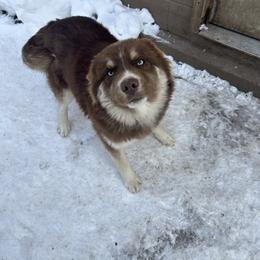 River - Siberian Husky
