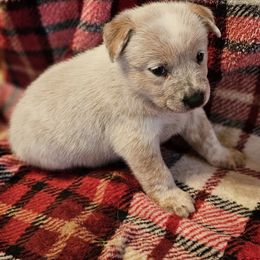 Sunshine - Red speckled female Australian Cattle Dog puppy in Sneedville, Tennessee from JoAnn's Australian Cattle Dogs