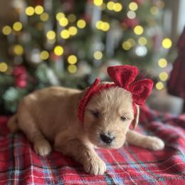 Jingle - Apricot female Goldendoodle puppy in The Woodlands, Texas from Gracie's Goldendoodles and Bernedoodles