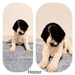 Poodle Puppies from Paw Print Poodles