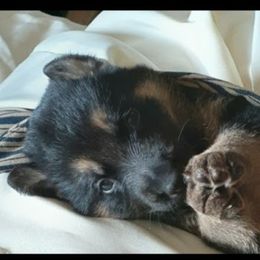 German Shepherd Puppies from Flussufer German Shepherds