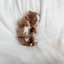 Joy - Blue merle female Bernedoodle puppy in Jackson, Missouri from Pincksten Family Doodles