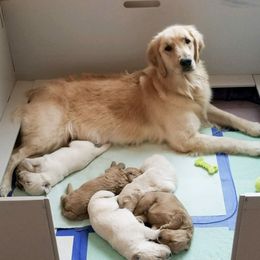 French Bulldog, Goldendoodle, and Golden Retriever Puppies from Crystal Coast Kennels, LLC