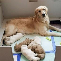 French Bulldog, Goldendoodle, and Golden Retriever Puppies from Crystal Coast Kennels, LLC