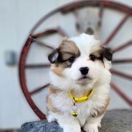 Pembroke Welsh Corgi Puppies from Top-Notch Paws