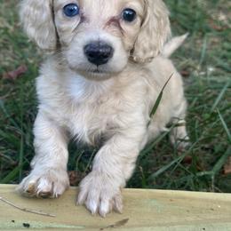 Dachshund Puppies from Weenie Haven