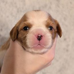 Picket - Blenheim male Cavalier King Charles Spaniel puppy in Stilwell, Oklahoma from Love Bug Cavaliers