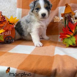 Morpho - Blue merle male Australian Shepherd puppy in Jonesborough, Tennessee from Lotus Australian Shepherds