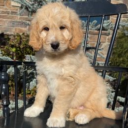 Hoosier - Red male Pyredoodle puppy in Bowling Green, Ohio from FDF Pyredoodles & Bernedoodles