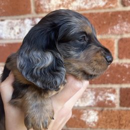 Black and tan dapple male - Dapple male Dachshund puppy in Wichita Falls, Texas from Texoma Doxies