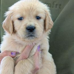 Puppy 8 - Golden female Golden Retriever puppy in San Tan Valley, Arizona from Top Gun Golden Retrievers