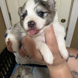 Gucci - Black parti male Pomeranian puppy in Illinois from Maribel Poms