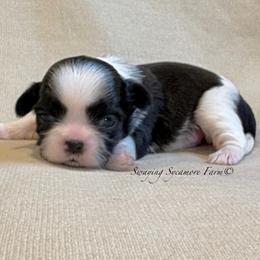 Black and White Female - SOLD - Black and white female Shih Tzu puppy in Waynetown, Indiana from Swaying Sycamore Farm