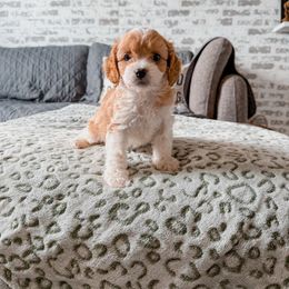 Cosmos - Blenheim male Cavapoo puppy in Mayo, Florida from Kingston’s Cavaliers