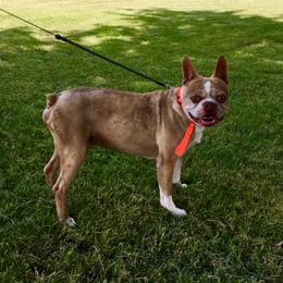 Zeus - Boston Terrier
