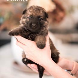 Selah - Sable female German Shepherd puppy in Berwick, Maine from Vom Rindahaus Shepherds