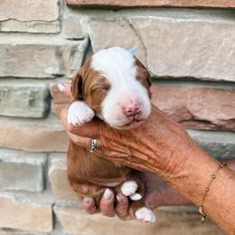 Bob - Red male Bernedoodle puppy in Weston, Idaho from Berne n Doodles