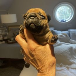 Emma - Fawn female French Bulldog puppy in Shelbyville, Kentucky from Hidden Hickories Farm