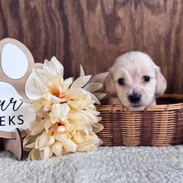 Peter Rabbit - Cream male Dachshund puppy in Dothan, Alabama from Little House Pups