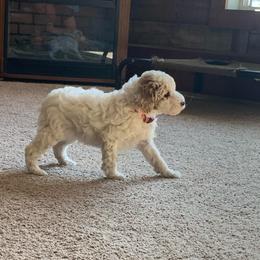 Opal - Parti female Goldendoodle puppy in Haddam, Kansas from Golden B Acres