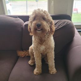 Dude - Goldendoodle