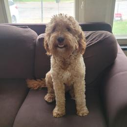 Dude - Goldendoodle