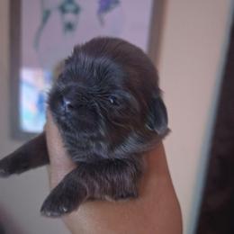 Boy 1 - Blue male Shih Tzu puppy in Henrico, Virginia from Wild Wind Shih Tzu
