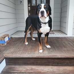 Greater Swiss Mountain Dog All Grown Up from Bugyal Kennel