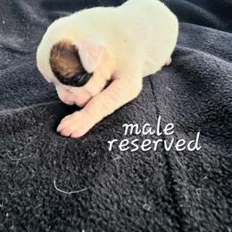 White boy - White male Boxer puppy in Farmington, Pennsylvania from Impression's Boxers
