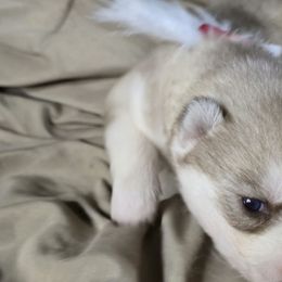 Girl 3 - Red and white female Siberian Husky puppy in Kansas City, Missouri from Anuun's Huskies