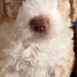 Pumpernickel - Yellow and white male Bernedoodle puppy in Gilbert, Arizona from The Berne Barn... it’s a Doodle thing!