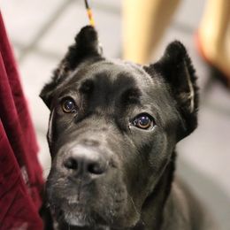 Cane Corso Puppies from Redhawke Cane Corso
