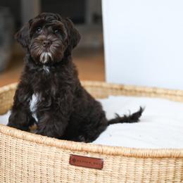 Princess Lolly - Chocolate female Australian Labradoodle puppy in Salem, Oregon from Hunterberry Hill Labradoodles